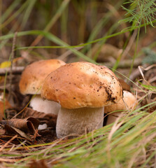 Mushrooms porcini, Boletus edulis, growing on ground in forest