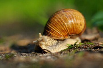 grape snail crawling on the ground, green grass city park