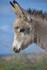 Very Sweet Side Profile of a Baby Donkey