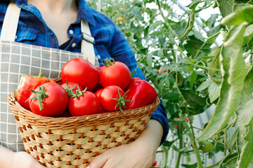 Happy organic farmer harvesting tomatoes in greenhouse. Farmers hands with freshly harvested tomatoes. Freshly harvested tomatoes in hands. Young girl hand holding organic green natural healthy food