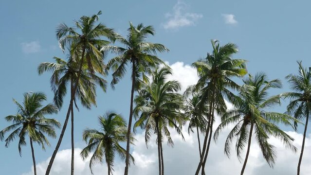 Coconut palm trees and blue sky at the beach during warm sunny summer day