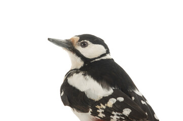 woodpecker portrait isolated on white background