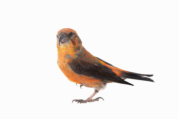 male red crossbill (loxia curvirostra) isolated on white background