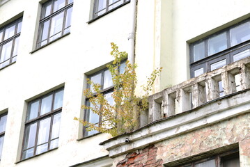 Fototapeta na wymiar The tree grows on the balcony of an abandoned house.