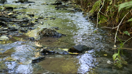 Der plätschernde Bach - Thommer Bach