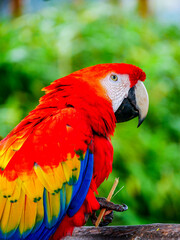 red and yellow macaw