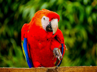 red and blue macaw © Elizabeth