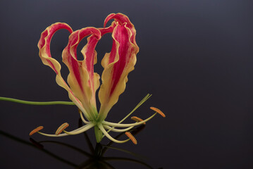 Climbing lily or gloriosa superba flower on back background.