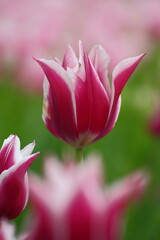 Fototapeta premium 色とりどりに咲き誇る赤白黄色