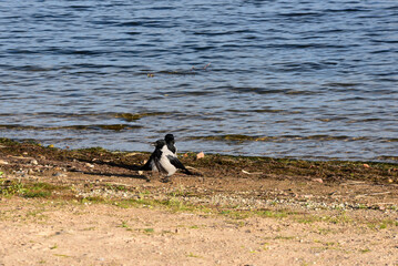 gray black crows on the shore of a lake on a sunny day with clear water
