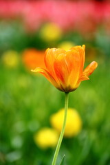 色とりどりに咲き誇る赤白黄色