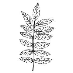 Graphic leaf of acacia in vector.