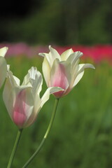 色とりどりに咲き誇る赤白黄色