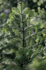 Green spruce branches, closeup macro.