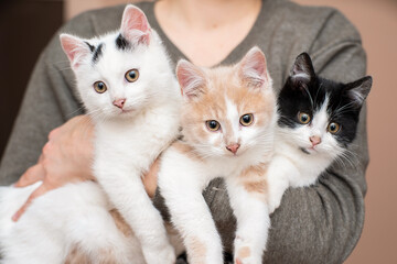 the girl holds three kittens in her arms. close-up love for cats.