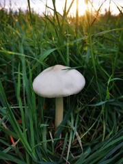mushroom in the grass
