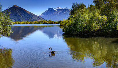 Black swan on lake with mountains behind  - 535805581