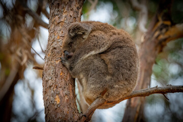 Koala sleeping - 535806105