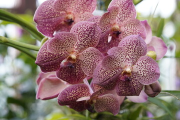 Dendrobium bigibbum var. Compactum, orchid, Orchidaceae family.