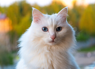 Naklejka na ściany i meble Beautiful longhair cat with white fur and big blue eyes, long white mustache and neat fluffy ears.