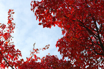 Autumn branches of a tree with reddened leaves against a cloudy sky. September nature background.