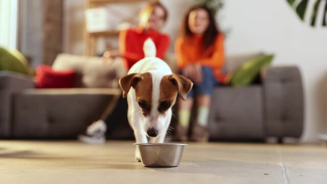 Jack Russell Terrier eating in living-room. Hungry dog puppy running to metal bowl close-up. Happy domestic animal concept. Dog food, pet store, ad. Concepts of online shop delivery for pets