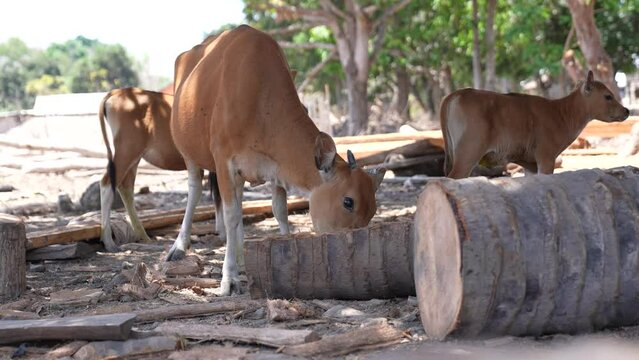 Cows. domestic cattle. animal husbandry. cows graze in the meadow. agricultural industry. grass. wheat in the field. steak. indonesian animals