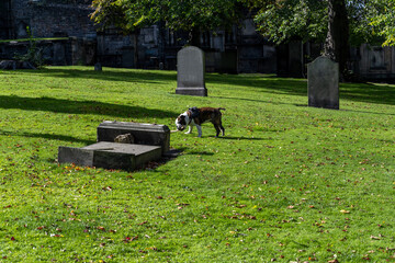 dog walking in edinburgh cemetery