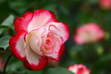 花の女王
