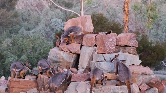 Yellow-footed rock-wallaby searching for food on red rocks, Beautiful creatures, Australian wilderness landscape