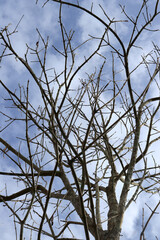 The silhouette of a tree without leaves on the background of a light sky with clouds 
