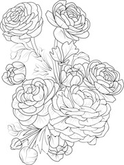ranunculus flower drawing,  vector illustration Vintage design elements ranunculus flower bouquet, floral natural collection, coloring  page and book for adult and children.