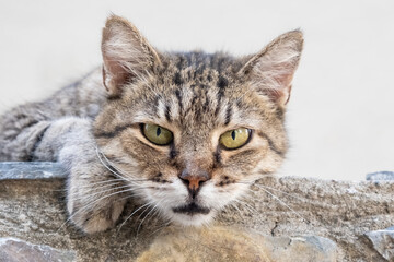 Fototapeta na wymiar Close up portrait of cute charming gray cat lying on stone border. 