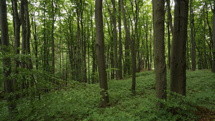 Green forest in summer