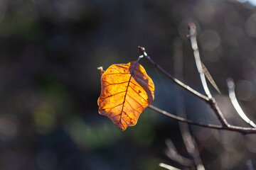 One crispy brown leaf on a thin branch