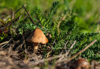 mushroom in the grass