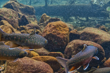 Lake Shikaribetsu, Hokkaido Natural monument Miyabei Wana's run-up scenery