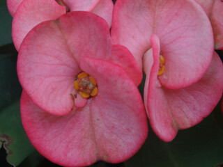 pink rose flower