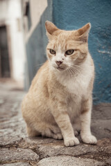 Vertical shot of a grumpy straycat in the cobblestoned streets of Monchique in Algarve, Portugal.