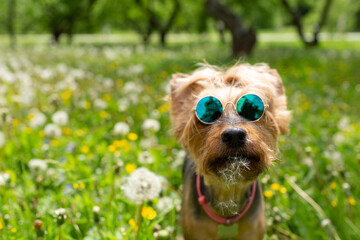 A dog wearing sunglasses with dandelion down on its muzzle