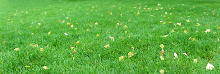 Close up of green lawn on a sunny autumn day. Selective focus.