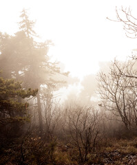 Obraz na płótnie Canvas Sunlight falls into misty forest