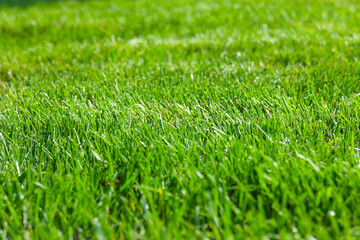 Fototapeta na wymiar Close up of green lawn on a sunny day. Selective focus.