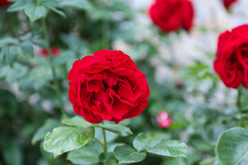 Blüte einer roten Rose im Querformat