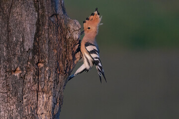 Eurasian hoopoe (Upupa epops) © Johannes Jensås