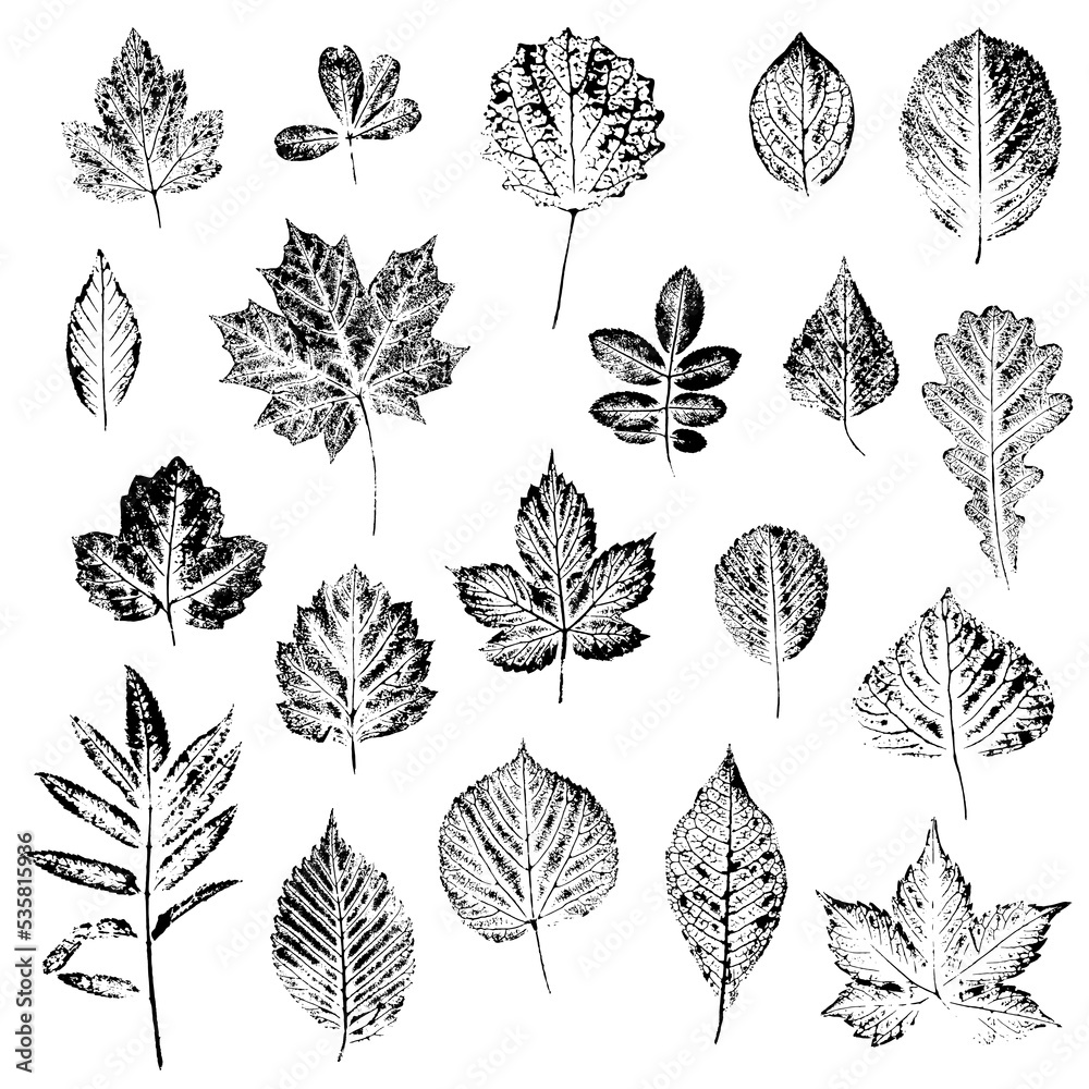 Wall mural large set of leaves of different trees and shrubs. ink print of the texture of the leaves. vector im