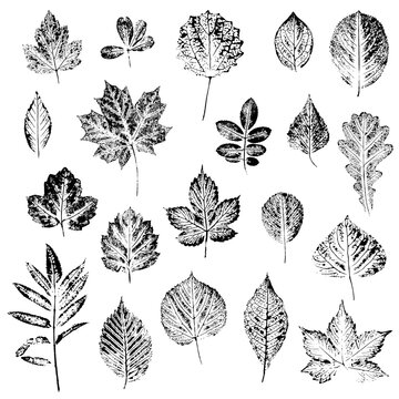 Large set of leaves of different trees and shrubs. Ink print of the texture of the leaves. Vector image, isolated on white background. Natural elements for eco-design.