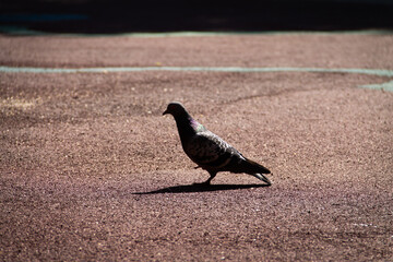 pigeon on the ground