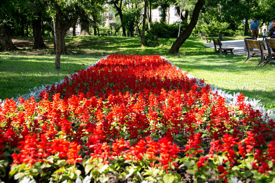 Red Tulips In The Park