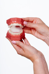 Dental model with orthodontic appliance with transparent braces. Jaw model for presentation of the application of an orthodontic appliance. 
Model of the human jaw in female hands